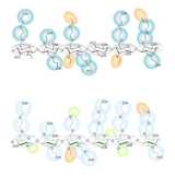 EHEC and MEHEC molecules