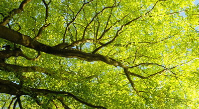 Green tree branches with fresh leaves against a bright blue sky, viewed from below.