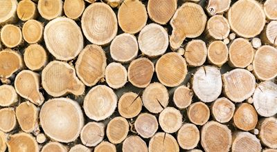 Stacked cut tree logs of various sizes showing round ends and wood grain patterns.