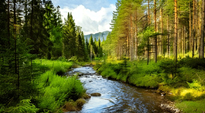 A forest with a river running through it, green trees on both sides, and mountains in the background.
