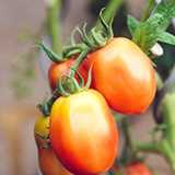 Agriculture crops 