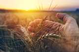 Hand holding a wheat ear in a golden field at sunset.