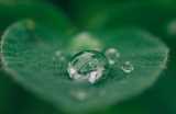 Armid Crop Protection
