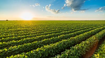 Green crop field with rows of plants at sunset under a blue sky with scattered clouds.