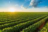 Green crop field with rows of plants at sunset under a blue sky with scattered clouds.