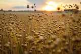 Field with flax plants during sunset