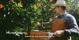 Micronutrients in crop nutrition