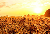 Agricultural field image—used to represent Nouryon’s agrochemical solutions like Agrilan for crop protection.