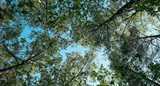 Trees, Kvarntorp, energy