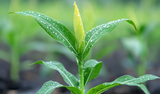 Close-up of a young green plant with water droplets on its leaves in a field.